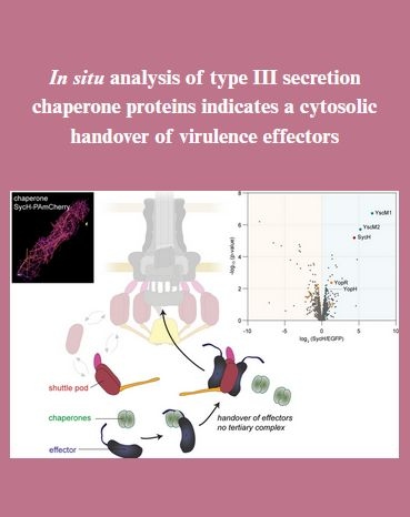 In situ analysis of T3 secreting chaperones