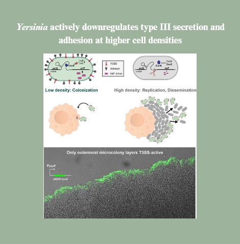 yersinia downregulates T3SS