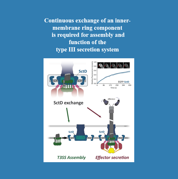 cont. Exchange in T3SS