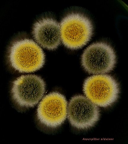 Aspergillus